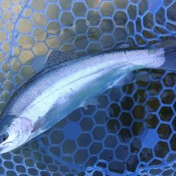 天竜川ルアーフライ専用区解禁！